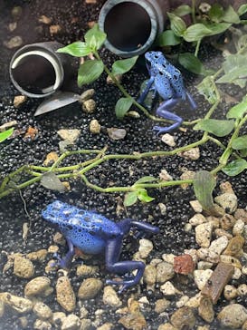 カワスイ 川崎⽔族館に投稿された画像（2023/3/20）