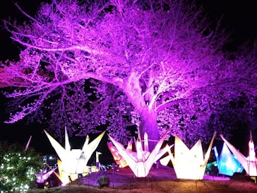 伊豆ぐらんぱる公園に投稿された画像（2023/3/20）