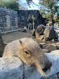 伊豆シャボテン動物公園に投稿された画像（2023/3/20）