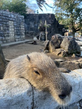 伊豆シャボテン動物公園に投稿された画像（2023/3/20）