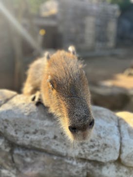 伊豆シャボテン動物公園に投稿された画像（2023/3/20）