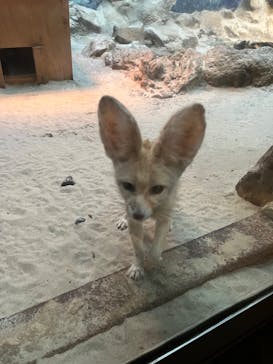 伊豆シャボテン動物公園に投稿された画像（2023/3/20）