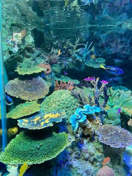 サンシャイン水族館に投稿された画像（2023/3/20）