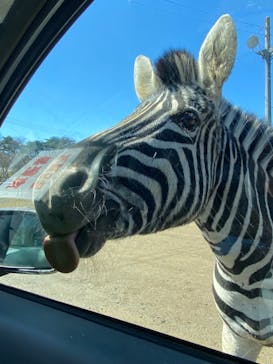 東北サファリパークに投稿された画像（2023/3/20）
