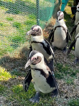 名古屋港水族館に投稿された画像（2023/3/20）
