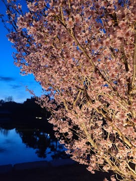 『NAKED FLOWERS 2023 桜 世界遺産・二条城』に投稿された画像（2023/3/20）