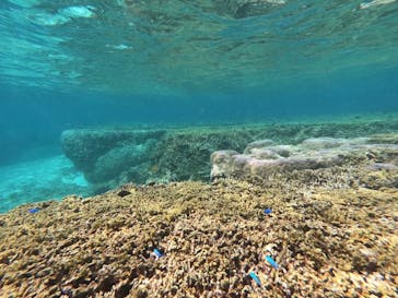 宮古島 ADVENTURE PiPi（ミヤコジマ アドベンチャー ピピ）に投稿された画像（2023/3/20）