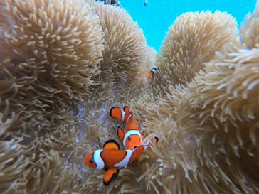 宮古島 ADVENTURE PiPi（ミヤコジマ アドベンチャー ピピ）に投稿された画像（2023/3/20）