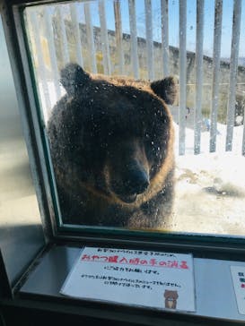 のぼりべつクマ牧場に投稿された画像（2023/3/20）