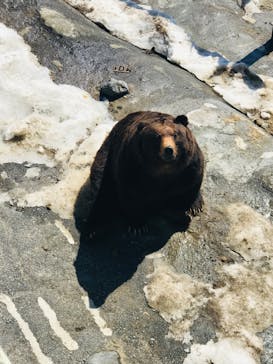 のぼりべつクマ牧場に投稿された画像（2023/3/20）