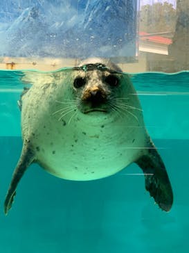 下田海中水族館に投稿された画像（2023/3/20）