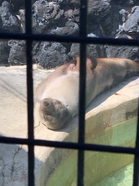 下田海中水族館に投稿された画像（2023/3/20）