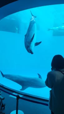 名古屋港水族館に投稿された画像（2023/3/20）
