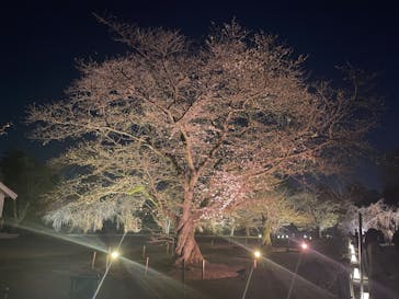 『NAKED FLOWERS 2023 桜 世界遺産・二条城』に投稿された画像（2023/3/20）