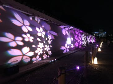 『NAKED FLOWERS 2023 桜 世界遺産・二条城』に投稿された画像（2023/3/21）