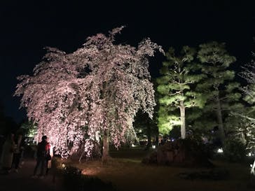 『NAKED FLOWERS 2023 桜 世界遺産・二条城』に投稿された画像（2023/3/21）