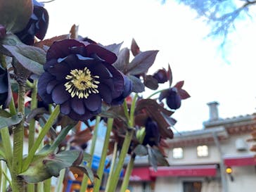 星の王子さまミュージアム 箱根サン=テグジュペリに投稿された画像（2023/3/21）