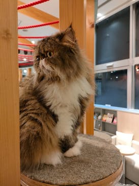 猫カフェモカ　イオンレイクタウン店に投稿された画像（2023/3/21）