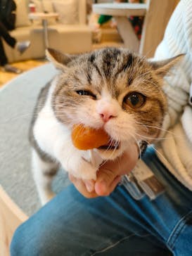 猫カフェモカ　イオンレイクタウン店に投稿された画像（2023/3/21）