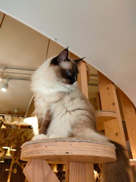 猫カフェモカ　池袋本店に投稿された画像（2023/3/21）
