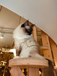 猫カフェモカ　池袋西口店に投稿された画像（2023/3/21）