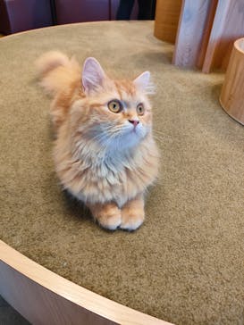 猫カフェモカ　池袋本店に投稿された画像（2023/3/21）