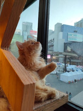 猫カフェモカ　池袋本店に投稿された画像（2023/3/21）