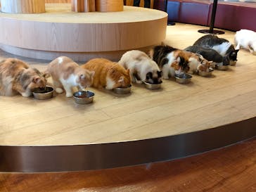 猫カフェモカ　池袋本店に投稿された画像（2023/3/21）