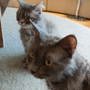 猫カフェモカ　イオンレイクタウン店に投稿された画像（2023/3/21）