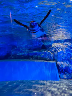 すみだ水族館に投稿された画像（2023/3/21）