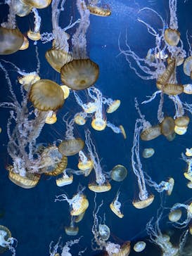 新江ノ島水族館に投稿された画像（2023/3/21）