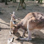 伊豆シャボテン動物公園に投稿された画像（2023/3/21）