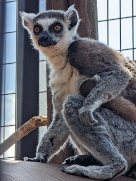 伊豆シャボテン動物公園に投稿された画像（2023/3/21）