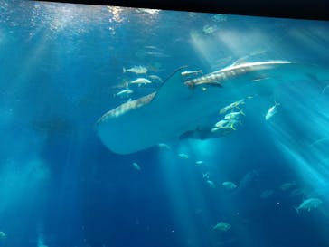 沖縄美ら海水族館に投稿された画像（2023/3/21）