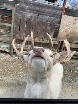 那須サファリパークに投稿された画像（2023/3/21）