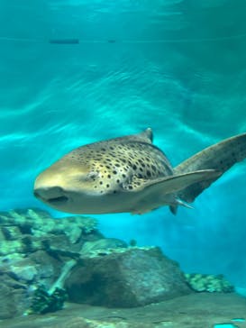 アクアワールド茨城県大洗水族館に投稿された画像（2023/3/21）