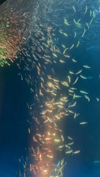 名古屋港水族館に投稿された画像（2023/3/21）