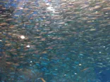 名古屋港水族館に投稿された画像（2023/3/21）