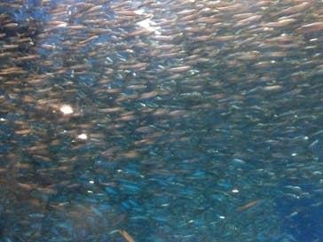 名古屋港水族館に投稿された画像（2023/3/21）