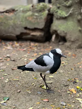 神戸どうぶつ王国に投稿された画像（2023/3/21）