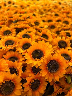 ゴッホ・アライブ神戸に投稿された画像（2023/3/21）