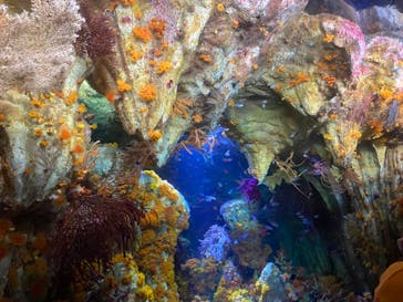 サンシャイン水族館に投稿された画像（2023/3/21）