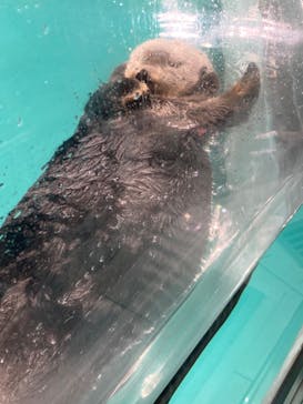 マリンワールド海の中道に投稿された画像（2023/3/21）