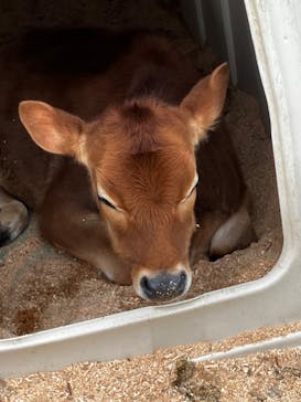 まかいの牧場に投稿された画像（2023/3/21）