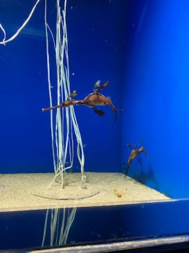 サンシャイン水族館に投稿された画像（2023/3/21）