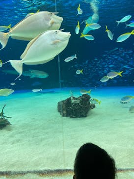 サンシャイン水族館に投稿された画像（2023/3/21）