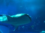 沖縄美ら海水族館に投稿された画像（2023/3/21）