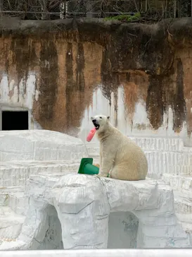 天王寺動物園に投稿された画像（2023/3/21）