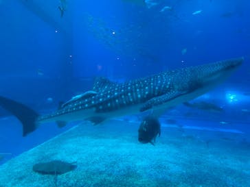 沖縄美ら海水族館に投稿された画像（2023/3/21）