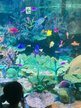 サンシャイン水族館に投稿された画像（2023/3/21）